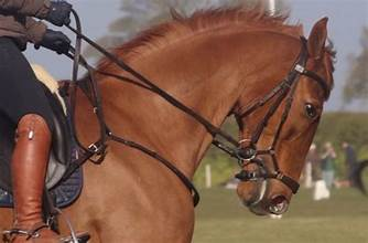 Why More Transitions Can Make Your Horse Tighter, Not Softer