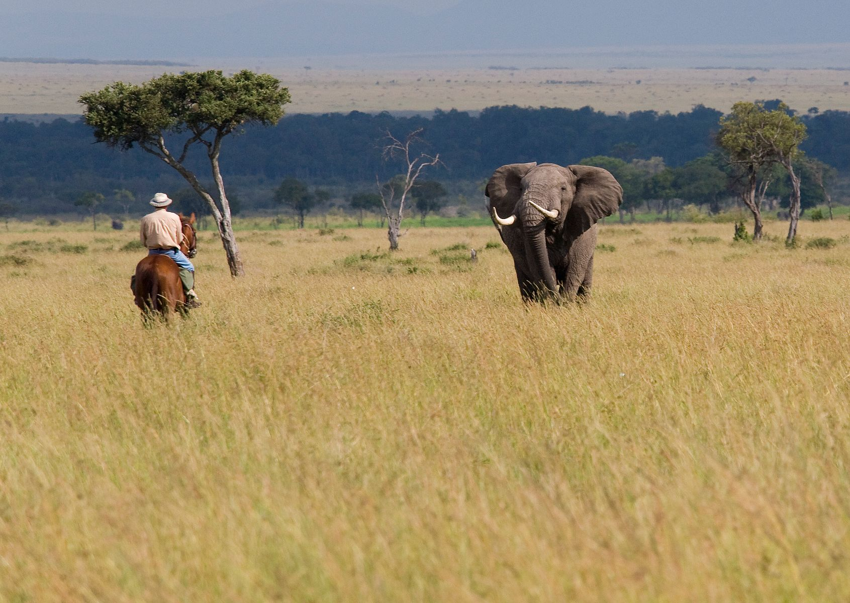 A rider and horse watching an elephant in open grassland
